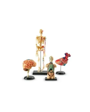 Anatomy Model Set