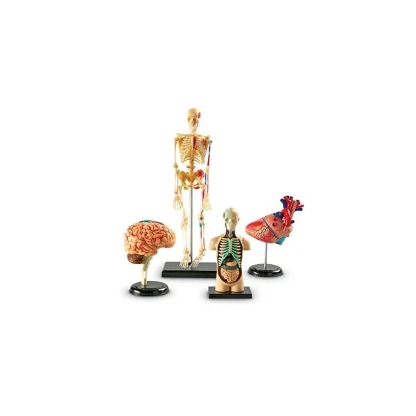 Anatomy Model Set