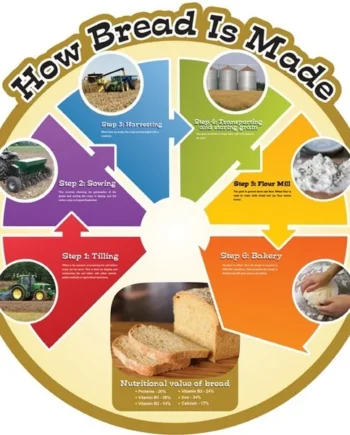 Food Cycle Board - How Bread is Made