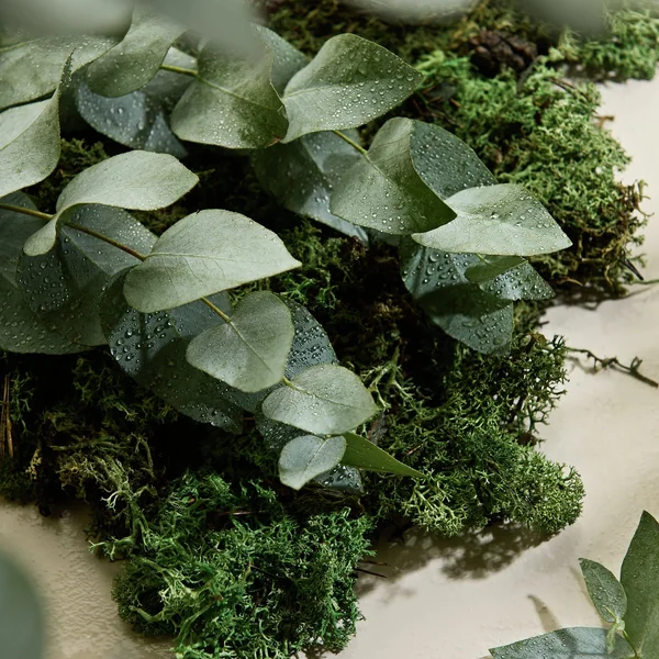 Habitat Confetti 500ml Diffuser - Fresh Moss & Eucalyptus