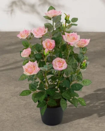 Jardin Rose Tree 60cm