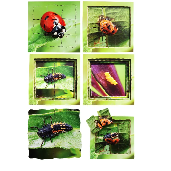 Layered Life Cycle Puzzles - Set 1