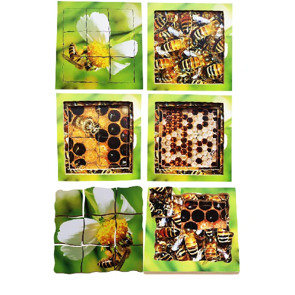 Layered Life Cycle Puzzles - Set 1