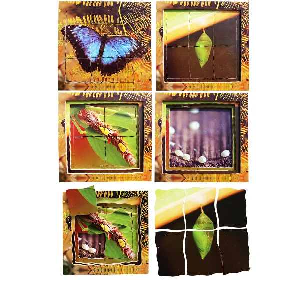 Layered Life Cycle Puzzles - Set 1