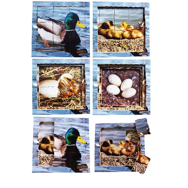 Layered Life Cycle Puzzles - Set 1