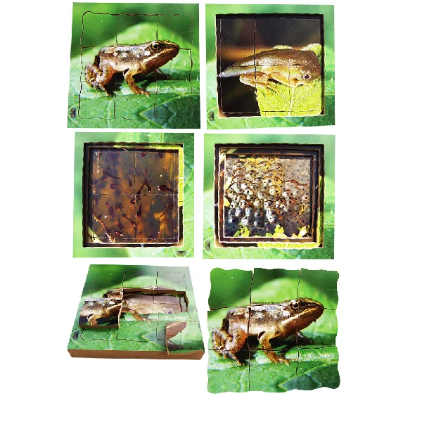 Layered Life Cycle Puzzles - Set 1