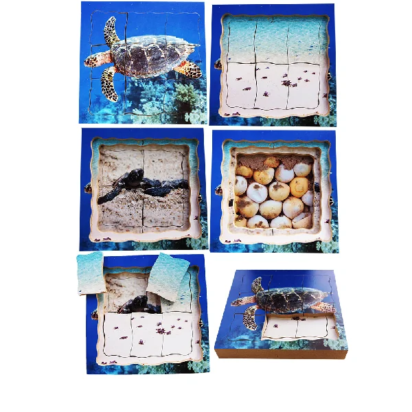 Layered Life Cycle Puzzles - Set 1