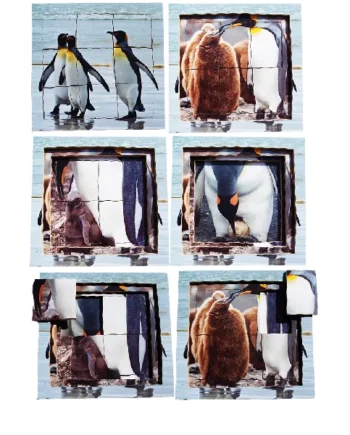 Layered Life Cycle Puzzles - Set 2