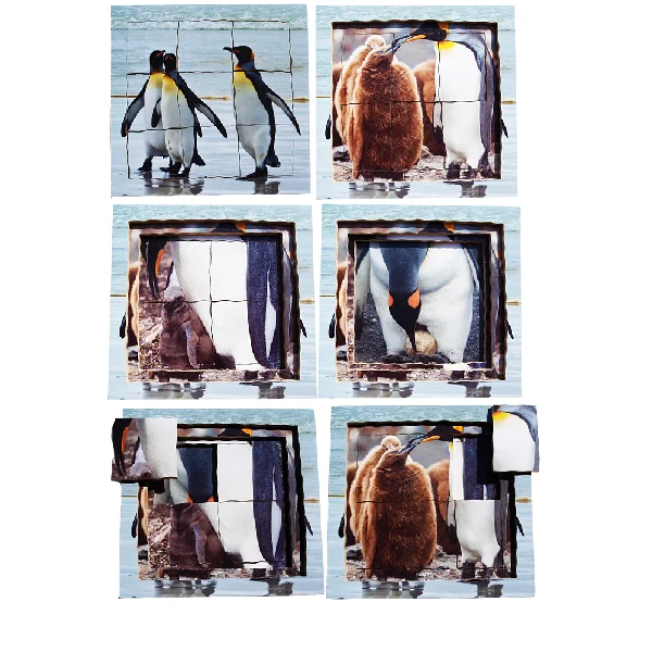 Layered Life Cycle Puzzles - Set 2