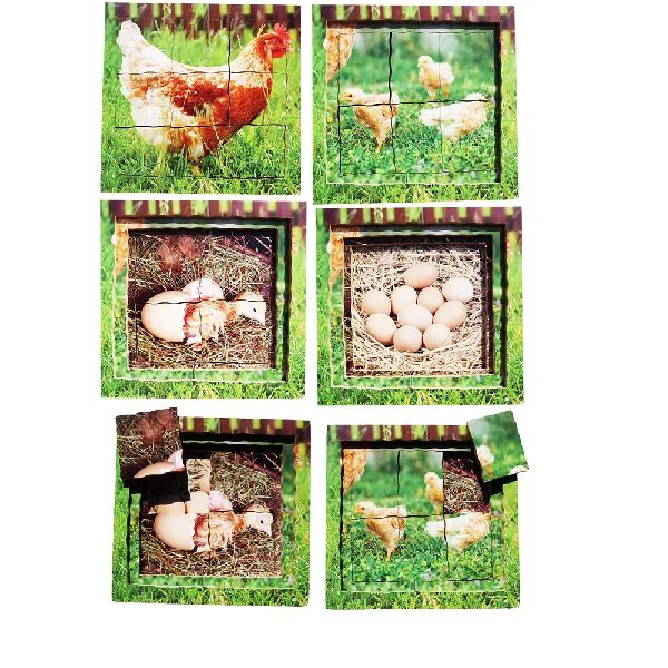 Layered Life Cycle Puzzles - Set 2