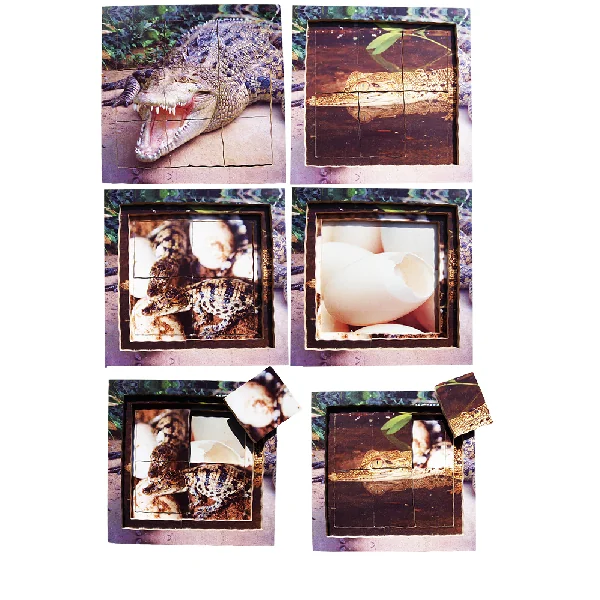 Layered Life Cycle Puzzles - Set 2
