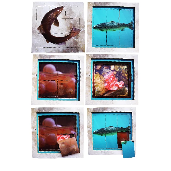 Layered Life Cycle Puzzles - Set 2
