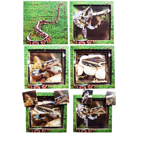 Layered Life Cycle Puzzles - Set 2