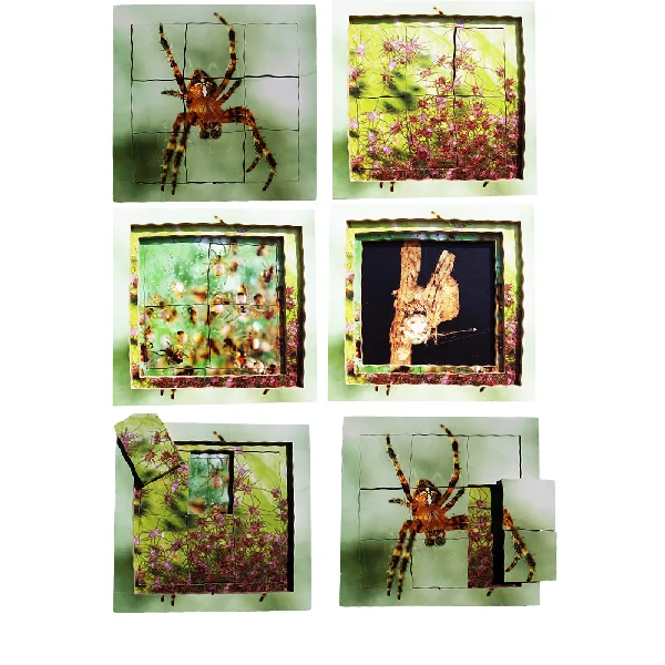 Layered Life Cycle Puzzles - Set 2