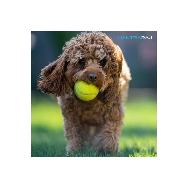 MantraRaj Tennis Balls With Mesh Carrying Bag Ideal for Sports Play, Practice, Pet Play, Dog Training, Throwing Machine (12)