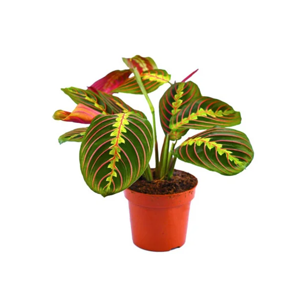 Maranta Fascinator Tricolour - Indoor House Plant for Home Office, Kitchen, Living Room - Potted Houseplant (20-30cm)