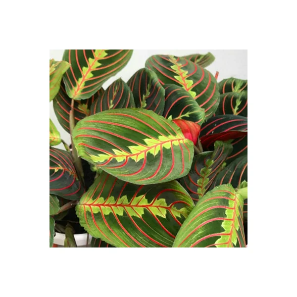 Maranta Fascinator Tricolour - Indoor House Plant for Home Office, Kitchen, Living Room - Potted Houseplant (20-30cm)