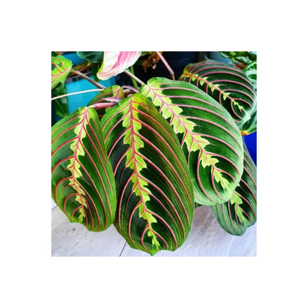 Maranta Fascinator Tricolour - Indoor House Plant for Home Office, Kitchen, Living Room - Potted Houseplant (20-30cm)
