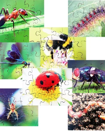Mini Beasts Puzzles - Set of 8