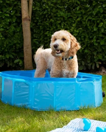 My Pets Pet Paddling Pool - One Size