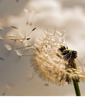 Nature Play Mat Dandelion