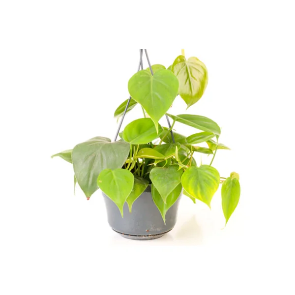 Philodendron scandens - Indoor House Plant for Home Office, Kitchen, Living Room, Houseplant in 15cm Hanging Basket