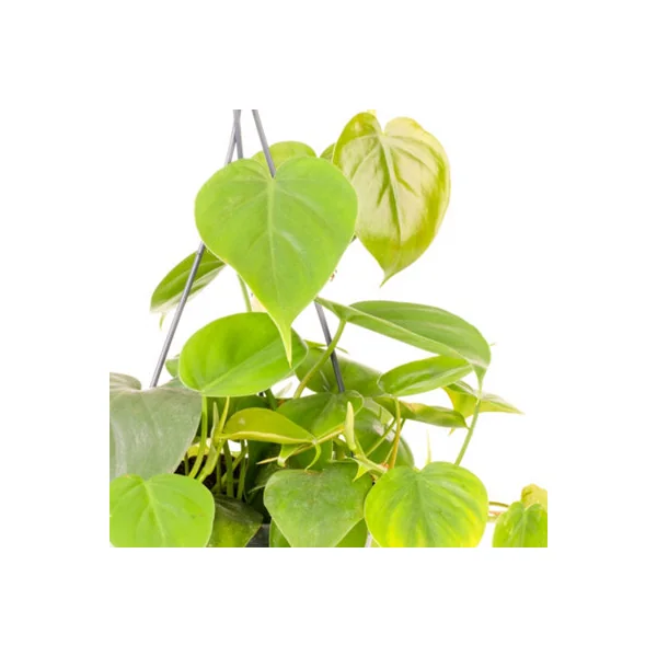 Philodendron scandens - Indoor House Plant for Home Office, Kitchen, Living Room, Houseplant in 15cm Hanging Basket