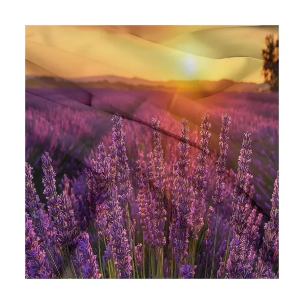 Reversible Cot-bed Duvet Cover Set Sunset Lavender Field, Nature Photography Soft Brushed Microfibre Bedding Set with Zip Fastening & Corner Ties, Mauve Quilt Cover for Kids Teens Boys Girls