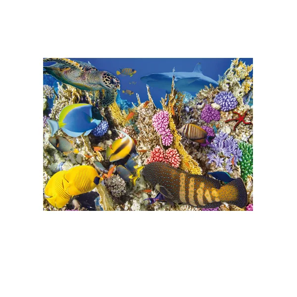 Science & Nature - Set of 4