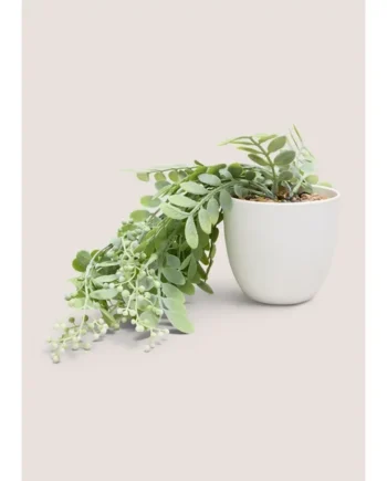 Trailing Plant In White Pot