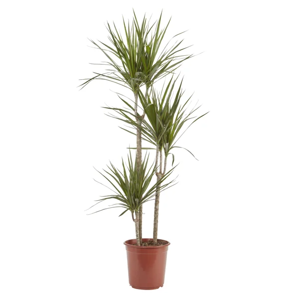 Verve 3 stem Dragon tree in Terracotta Plastic Grow pot