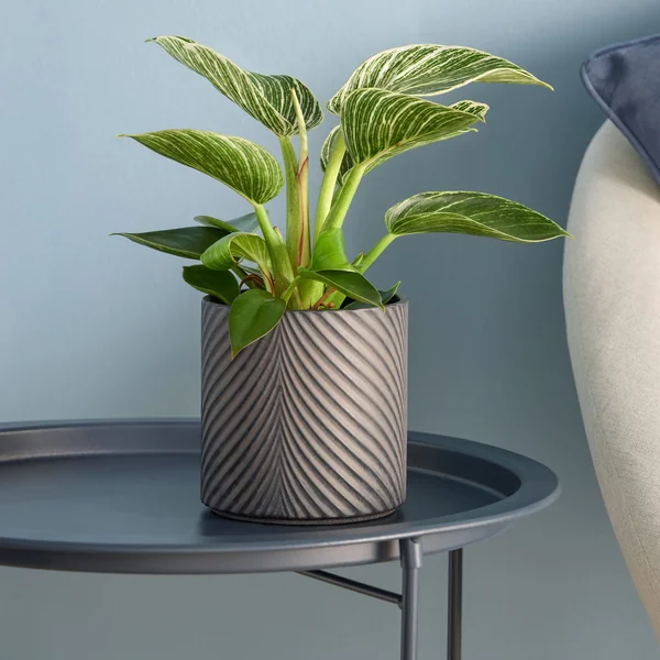 Verve Black Ceramic Plant pot (Dia) 13cm, (H)13cm