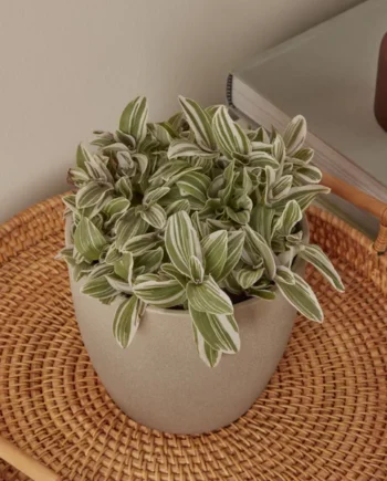 Verve Tradescantia zebrina in Terracotta Plastic Grow pot 12cm