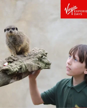 Virgin Experience Days Meet & Feed The Meerkats for One Person at the Millets Farm Falconry Centre (8 Years +)