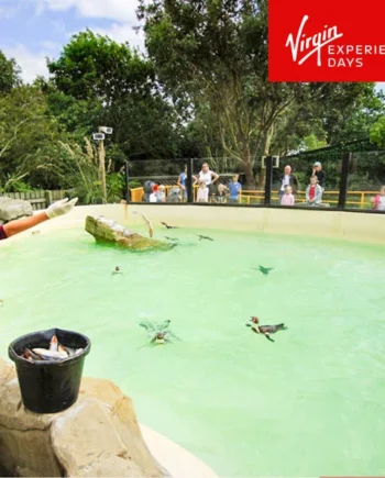 Virgin Experience Days Penguin Feeding Experience at Drusillas Park For One Person (6 Years +)