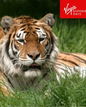 Virgin Experience Days Weekday Big Cat Encounter at the Big Cat Sanctuary for One Person (16 Years +)